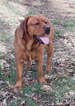 Rubywood Crimson Red Benson