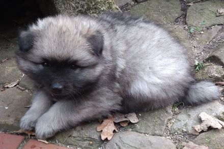 Wolfsspitz-Welpen mit Papieren, Auslese, vom anerkannter VDH-Züchterin