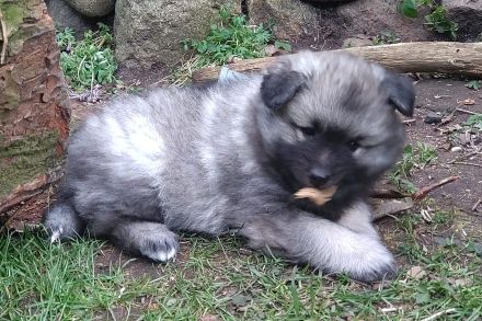 Wolfsspitz-Welpen mit Papieren, Auslese, vom anerkannter VDH-Züchterin