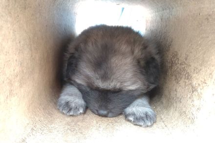 Wolfsspitz-Welpen mit Papieren, Auslese, vom anerkannter VDH-Züchterin