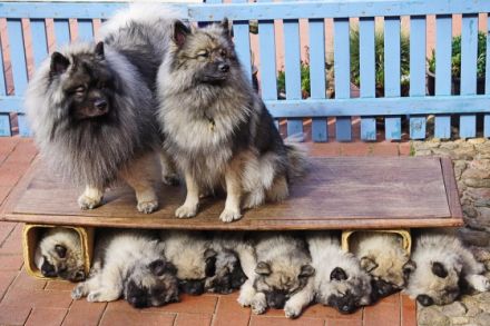 Wolfsspitz-Welpen mit Papieren, Auslese, vom anerkannter VDH-Züchterin