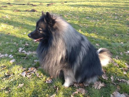 Wolfsspitz-Welpen mit Papieren, Auslese, vom anerkannter VDH-Züchterin