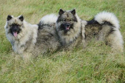 Wolfsspitz-Welpen mit Papieren, Auslese, vom anerkannter VDH-Züchterin