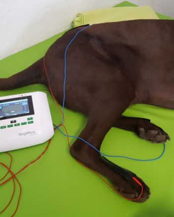 VitaliTier - Tiertherapie Schurig