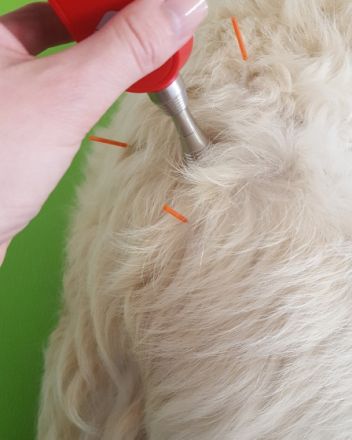 VitaliTier - Tiertherapie Schurig