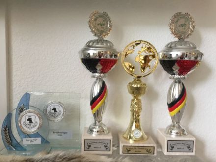 Zorro von der Augendweide