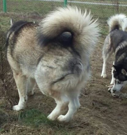 of Crystal Avalanche