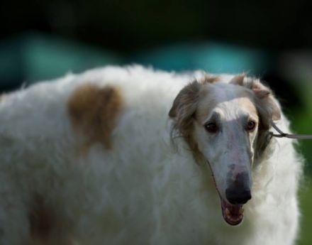 Bogatyr von Alshamina