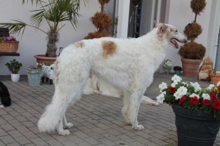 Bogatyr von Alshamina