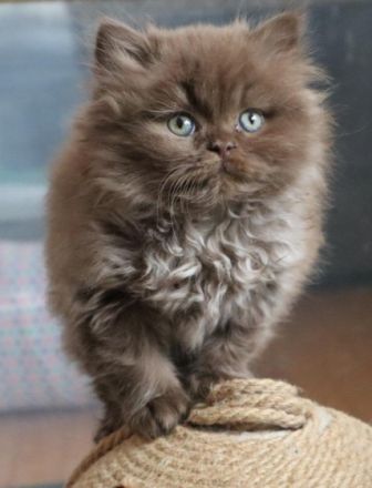 from the Canadian House