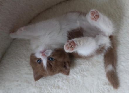 from the Canadian House