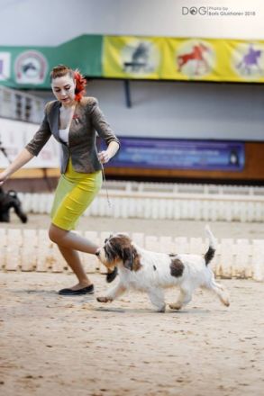 Fox's Nightmare JASTIN TIMBERLAKE