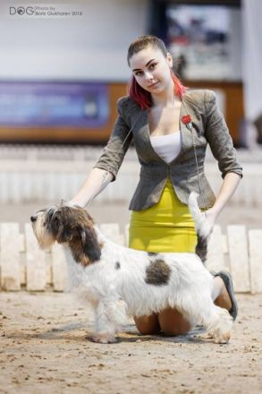 Fox's Nightmare JASTIN TIMBERLAKE