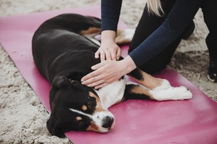 Rebecca Lutz - Vetphysio +