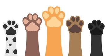 Mobile Tierheilpraxis für Hunde und Katzen Christine Keuchel, THP und HP