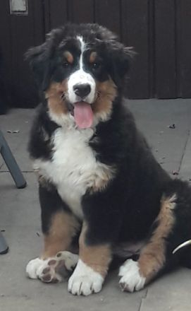 vom Holsteiner Auenland