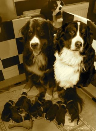 vom Holsteiner Auenland