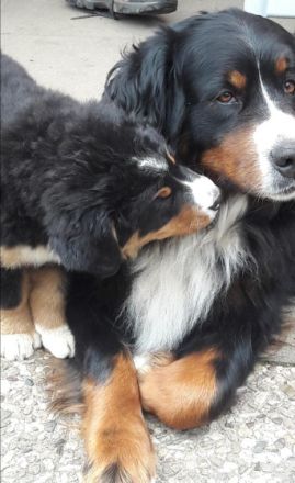 vom Holsteiner Auenland