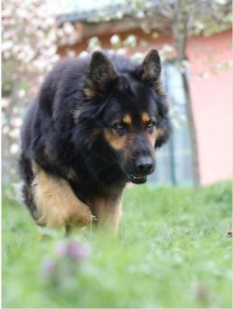 Hoss vom Altdeutschen Eck