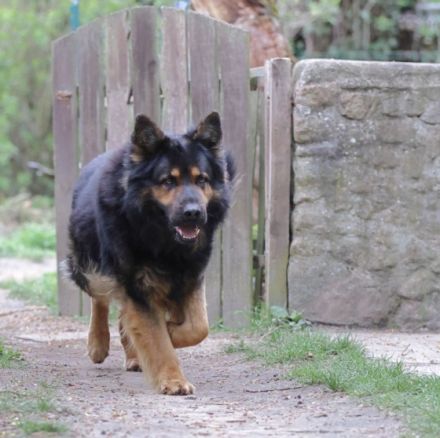 Hoss vom Altdeutschen Eck