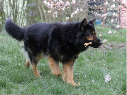 Hoss vom Altdeutschen Eck