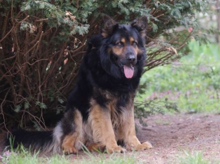 Hoss vom Altdeutschen Eck