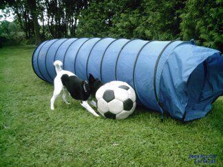 Hundebetreuung,Hundesitting,Hundetraining