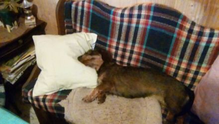 Hundebetreuung,Hundesitting,Hundetraining