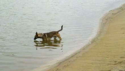 Hundebetreuung,Hundesitting,Hundetraining