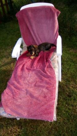 Hundebetreuung,Hundesitting,Hundetraining