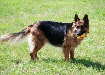 vom Ostdeutschen Eck