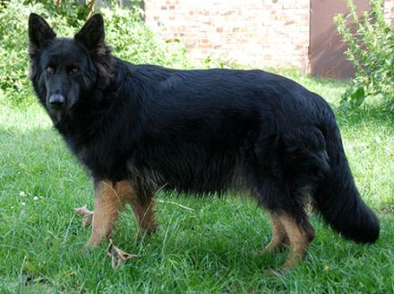 vom Ostdeutschen Eck