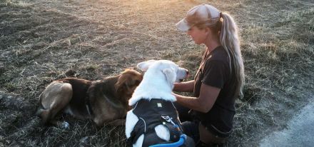 Hundeschule / Hundepsychologie & Tierheilpraxis Dog.Human.Walk