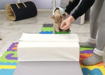 Hundeschule / Hundepsychologie & Tierheilpraxis Dog.Human.Walk