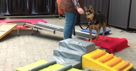 Hundeschule / Hundepsychologie & Tierheilpraxis Dog.Human.Walk