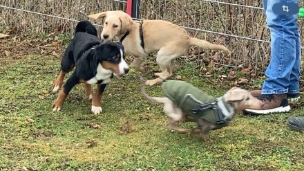 Hundeschule / Hundepsychologie & Tierheilpraxis Dog.Human.Walk