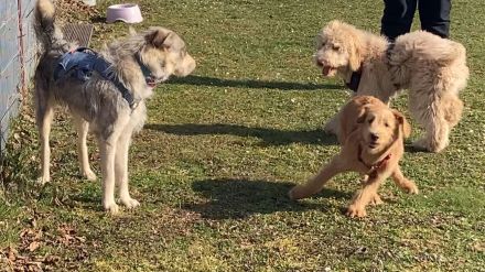 Hundeschule / Hundepsychologie & Tierheilpraxis Dog.Human.Walk