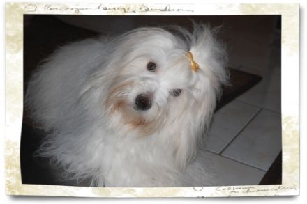 Little White Darling