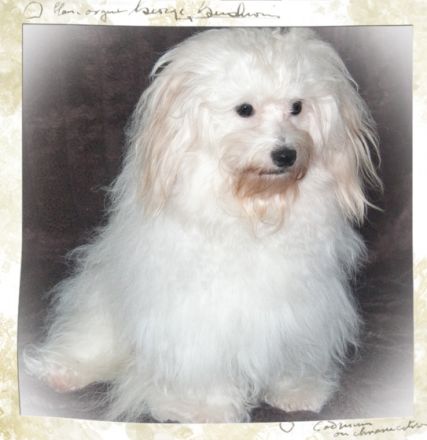 Little White Darling