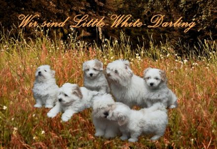 Little White Darling