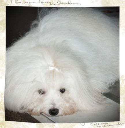 Little White Darling