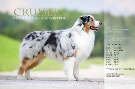 Malpao´s Cruise Control "Cruiser"