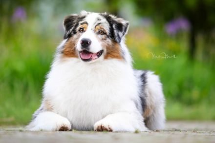 Malpao´s Cruise Control "Cruiser"