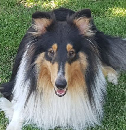 Artax de la Bonita Isla ( Mallorca Import )