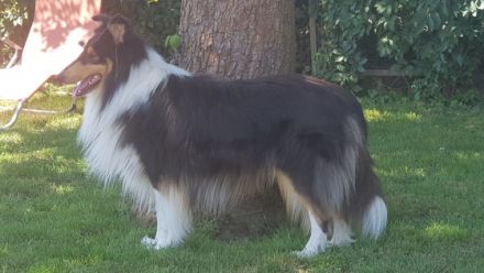 Artax de la Bonita Isla ( Mallorca Import )