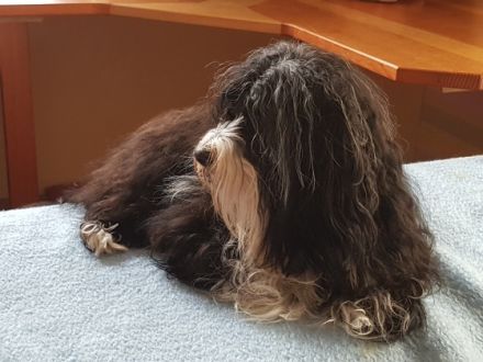 Henrico San Christobal de la Habana