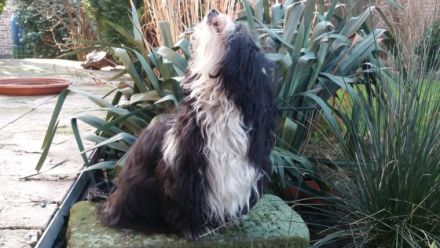 Henrico San Christobal de la Habana