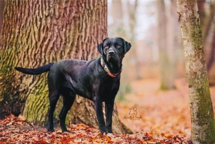 Labrador Retriever vom Teufelsgraben