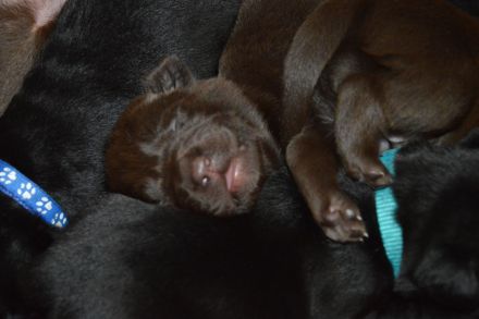 Labrador Retriever vom Teufelsgraben