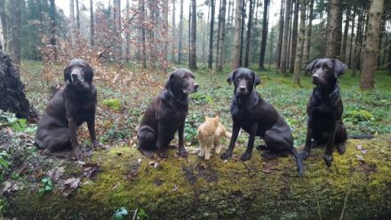 Labrador Retriever vom Teufelsgraben